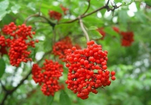 Elderberry Powder